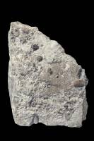 Bryozoaires fossiles, Fenestella sp, Dévonien moyen, Prüm, Allemagne